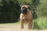 BULLMASTIFF 332